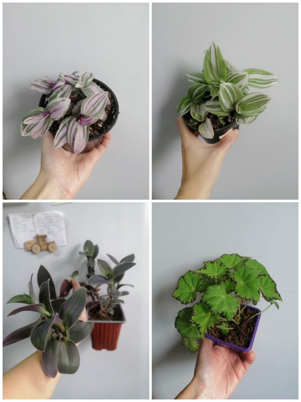 Растения и агроперлит - частное объявление в Ростов-на-Дону