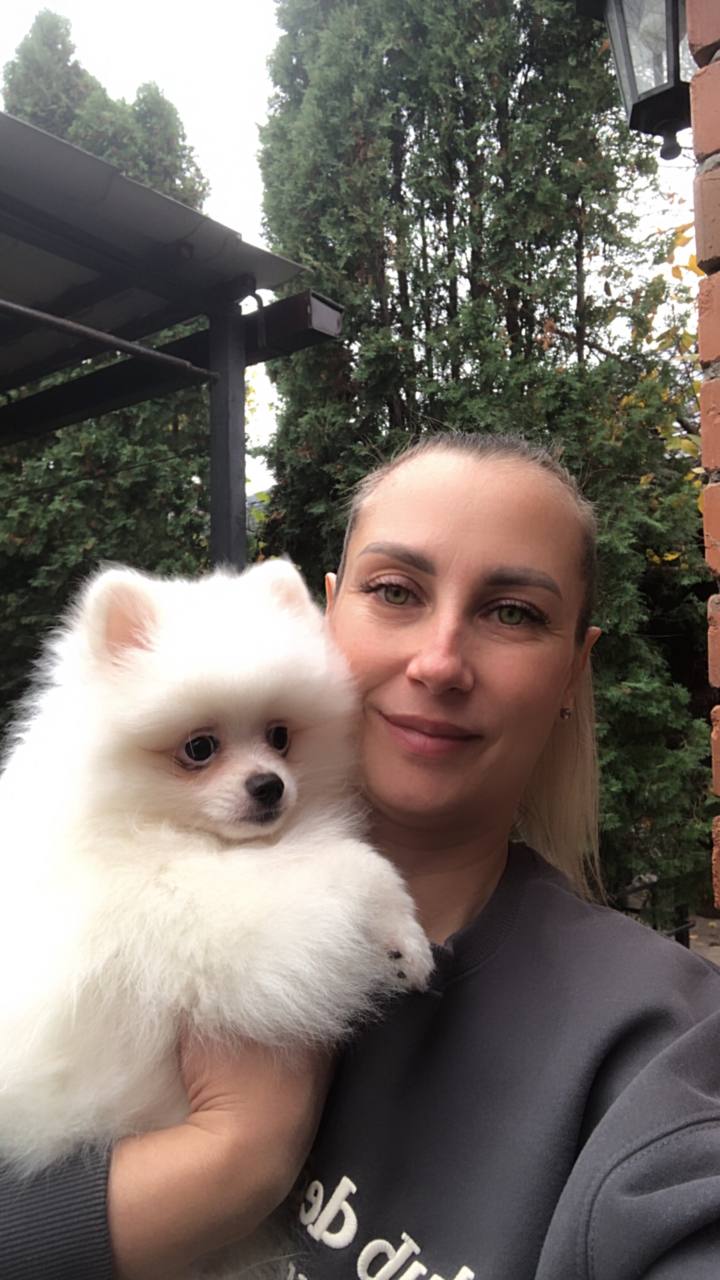 Продажа щенка померанского шпица - Животные в Ростов-на-Дону