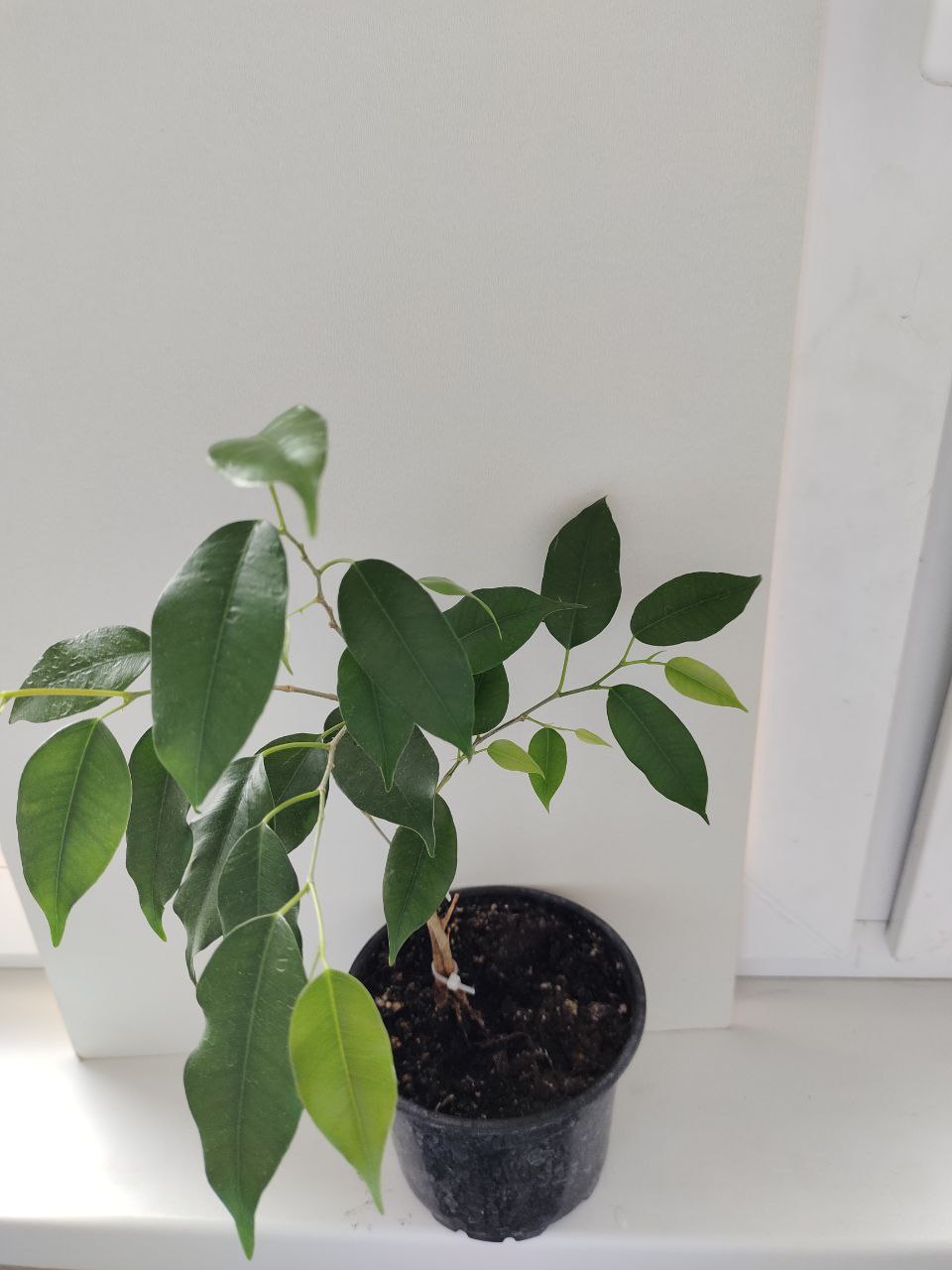 Фикус Бенджамина сорт Экзотика - Для дома и дачи в Новороссийск