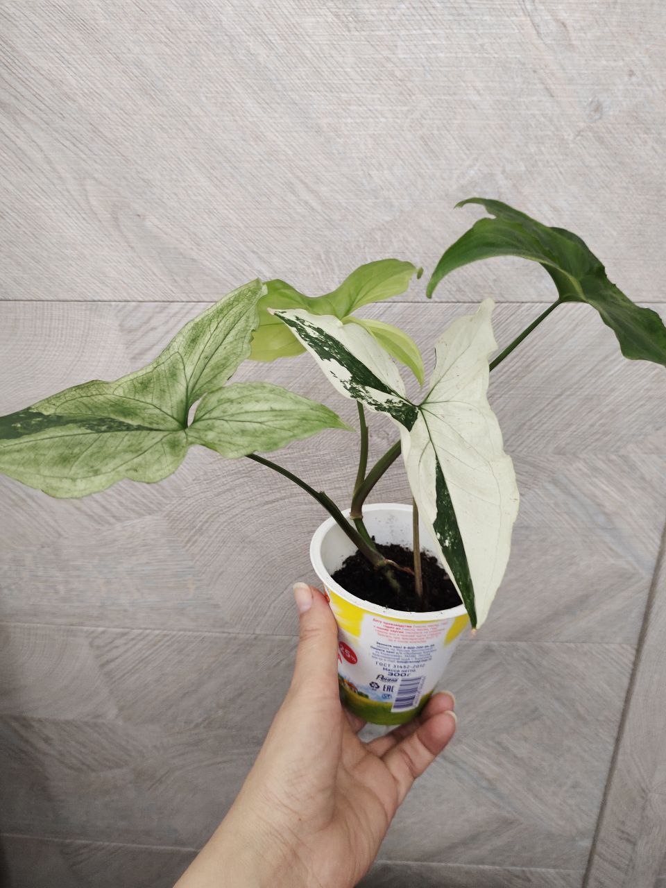 Сингониум Империал Уайт - частное объявление в Новороссийск