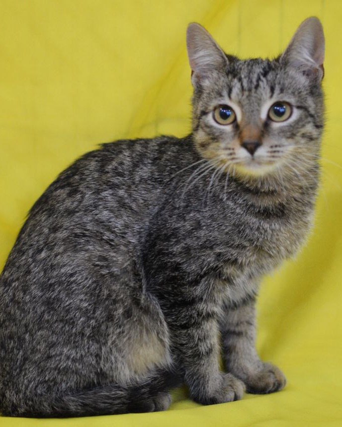 Маленький котик Зайка ищет дом - Животные в Москва