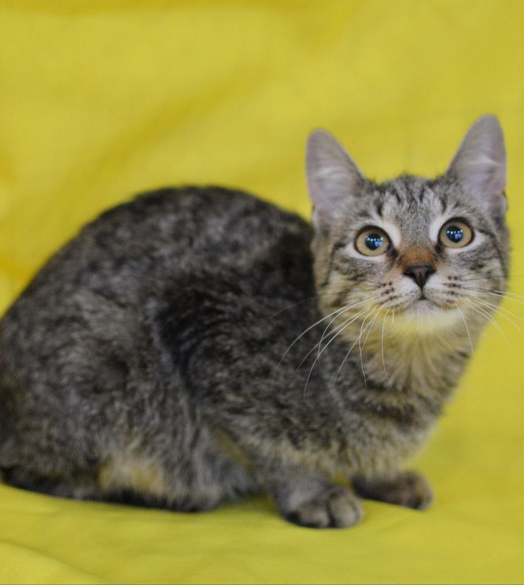 Маленький котик Зайка ищет дом - Животные в Москва - фото 3