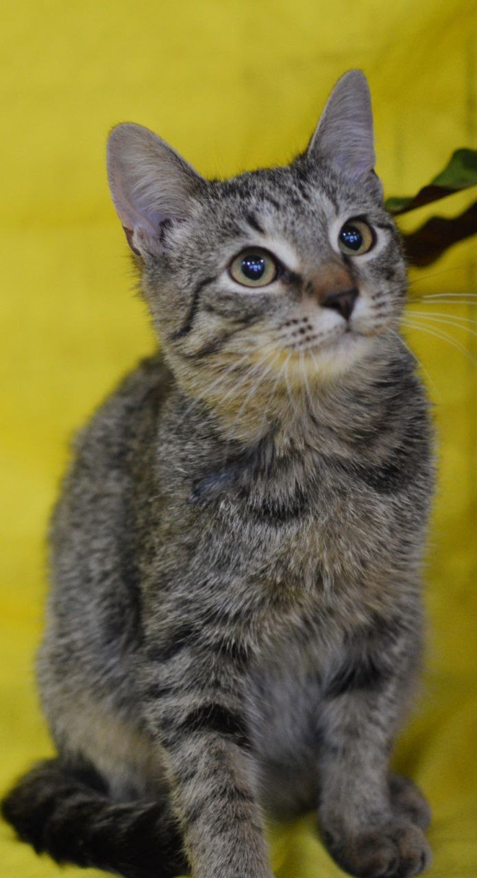 Маленький котик Зайка ищет дом - Животные в Москва - фото 4