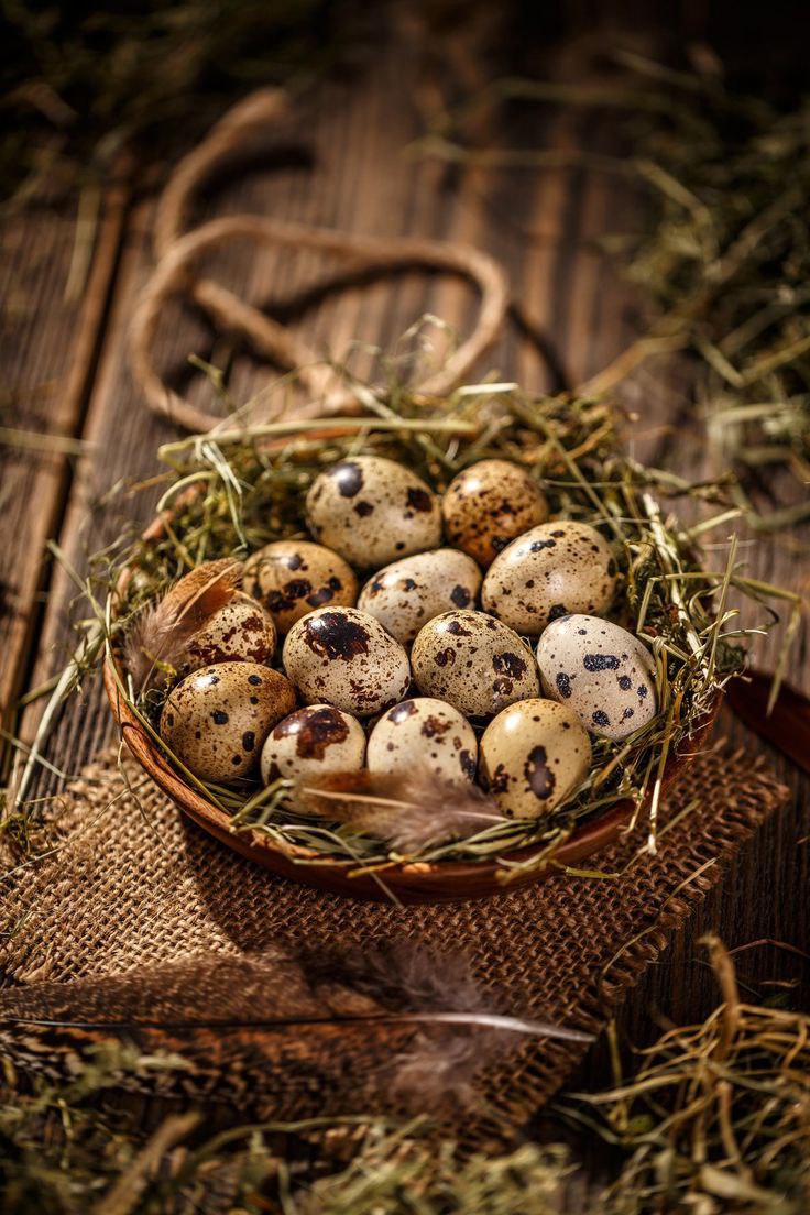 Перепелиные яйца — кладезь полезных веществ - Животные в Москва