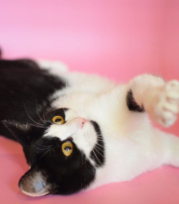 Ищем добрые руки для молодой кошечки-компаньона - частное объявление в Долгопрудный