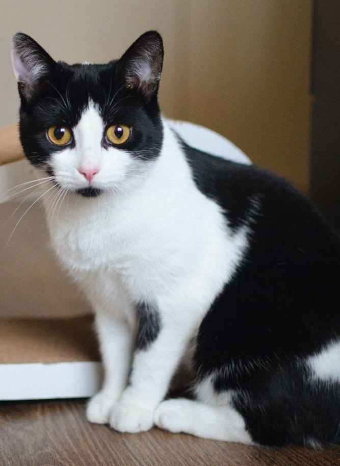 Ищем добрые руки для молодой кошечки-компаньона - Животные в Долгопрудный - фото 3