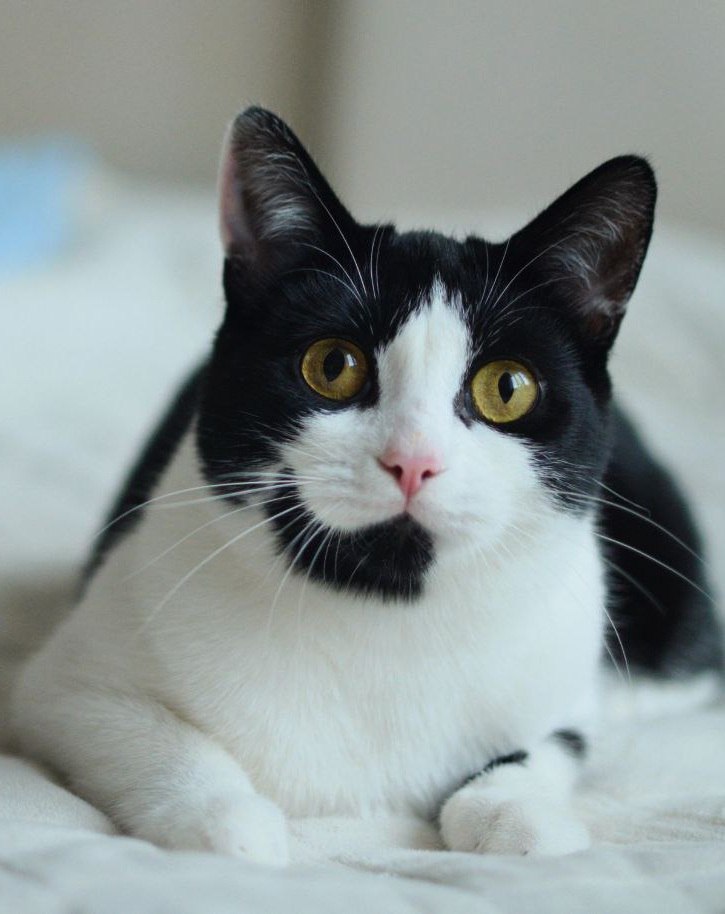 Ищем добрые руки для молодой кошечки-компаньона - Животные в Долгопрудный - фото 4