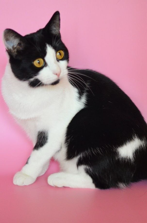 Ищем добрые руки для молодой кошечки-компаньона - Животные в Долгопрудный - фото 5