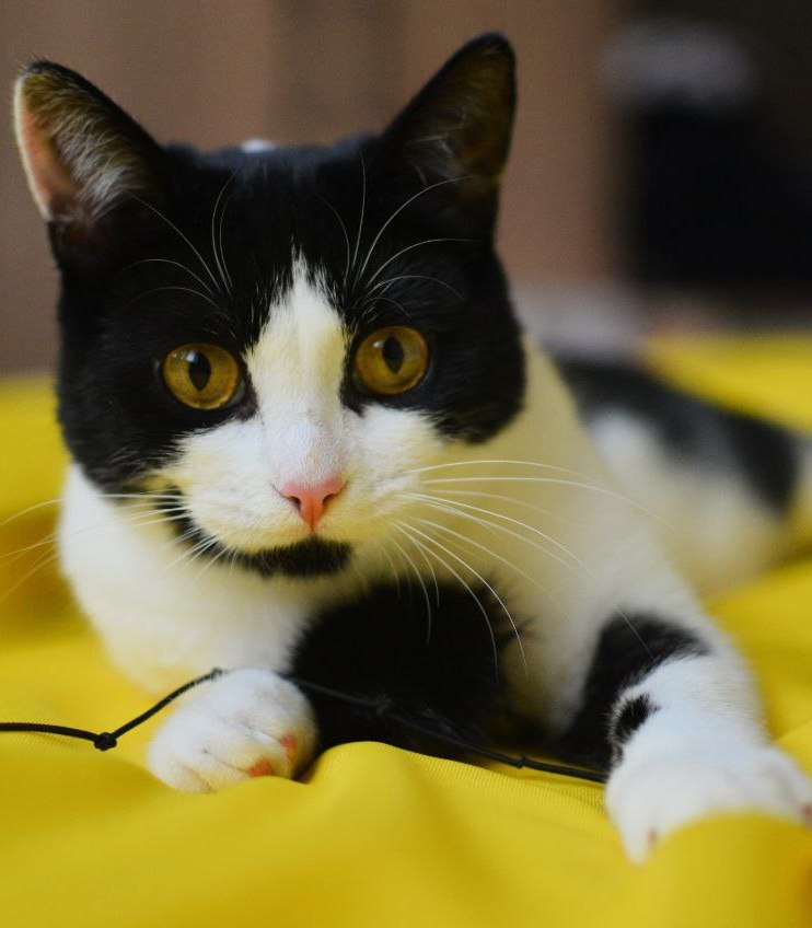 Ищем добрые руки для молодой кошечки-компаньона - Животные в Долгопрудный - фото 6