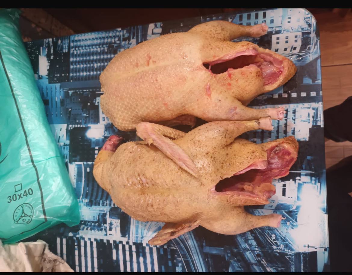 Домашняя индоутка - частное объявление в Курганинск