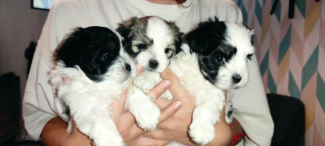 Продаются мальтипу - частное объявление в Железногорск