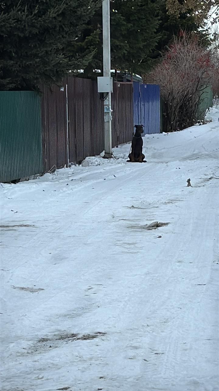 Потерявшийся доберман в Первомайском районе - частное объявление в Новосибирск
