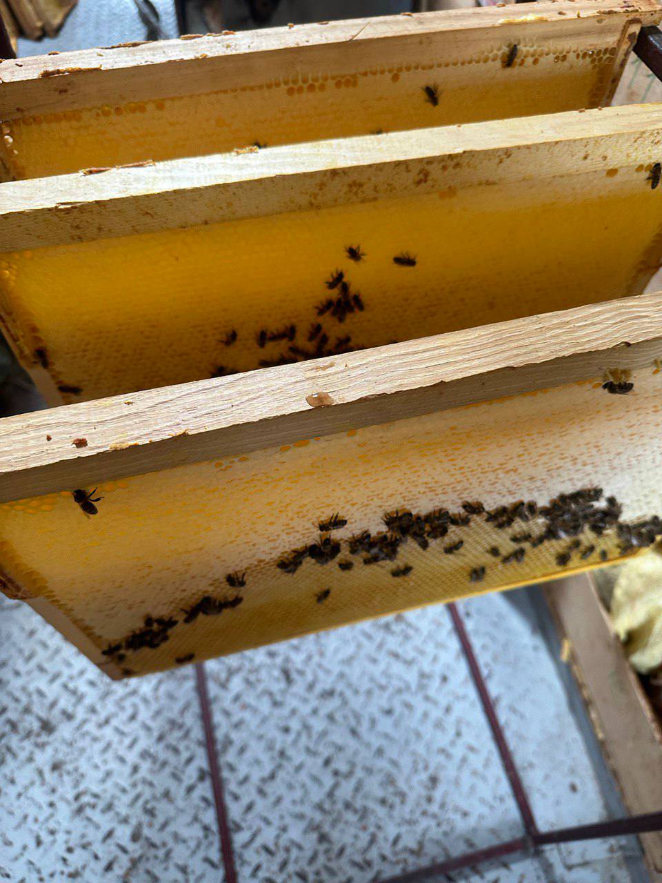 Натуральный свежий мёд 2025 года - Хобби и отдых в Брянск - фото 3