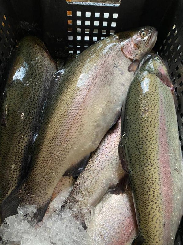 Икра и морепродукты с доставкой по РФ - Хобби и отдых в Брянск - фото 3