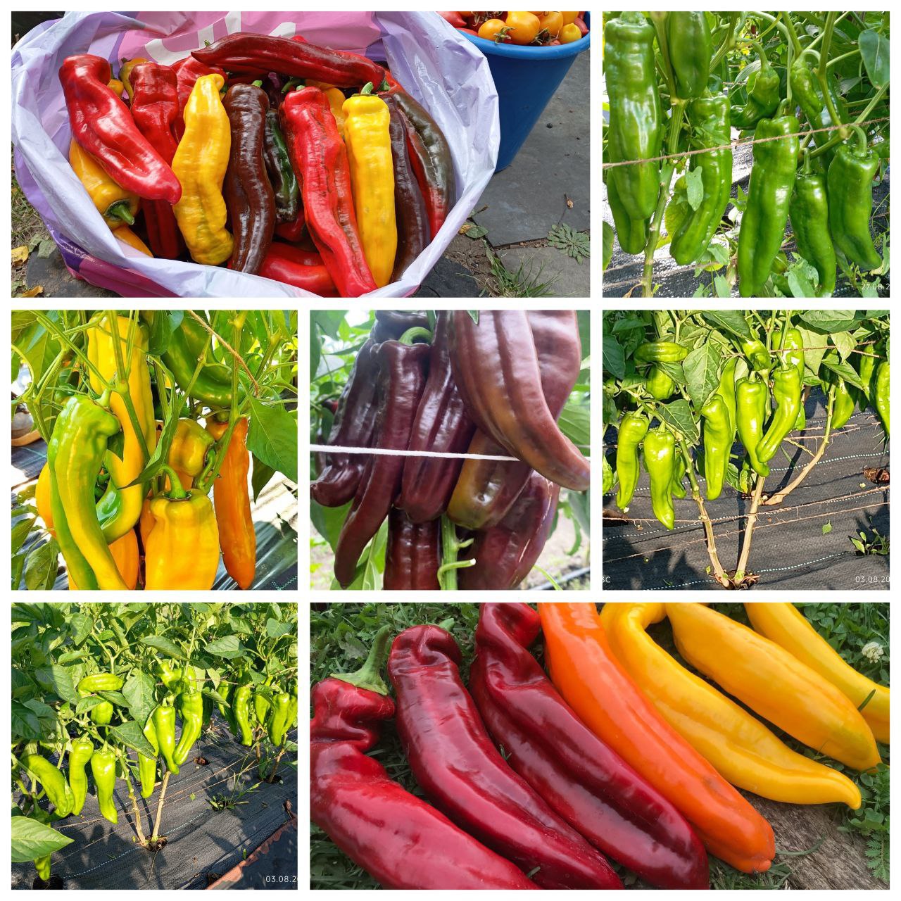 Продажа набора семян перца Палермо - частное объявление в Саратов