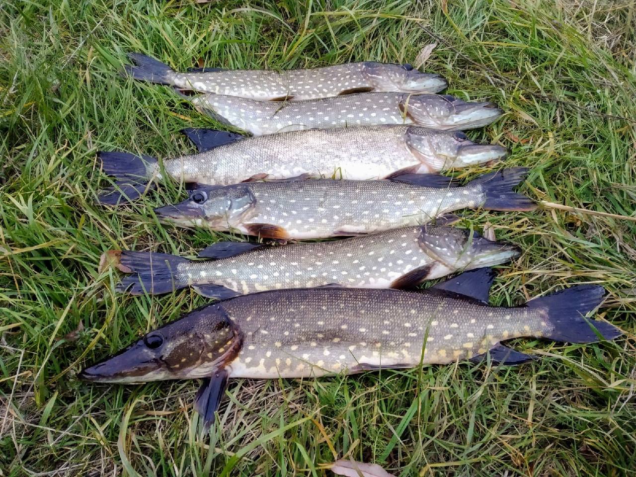 Свежая щука - частное объявление в Саратов