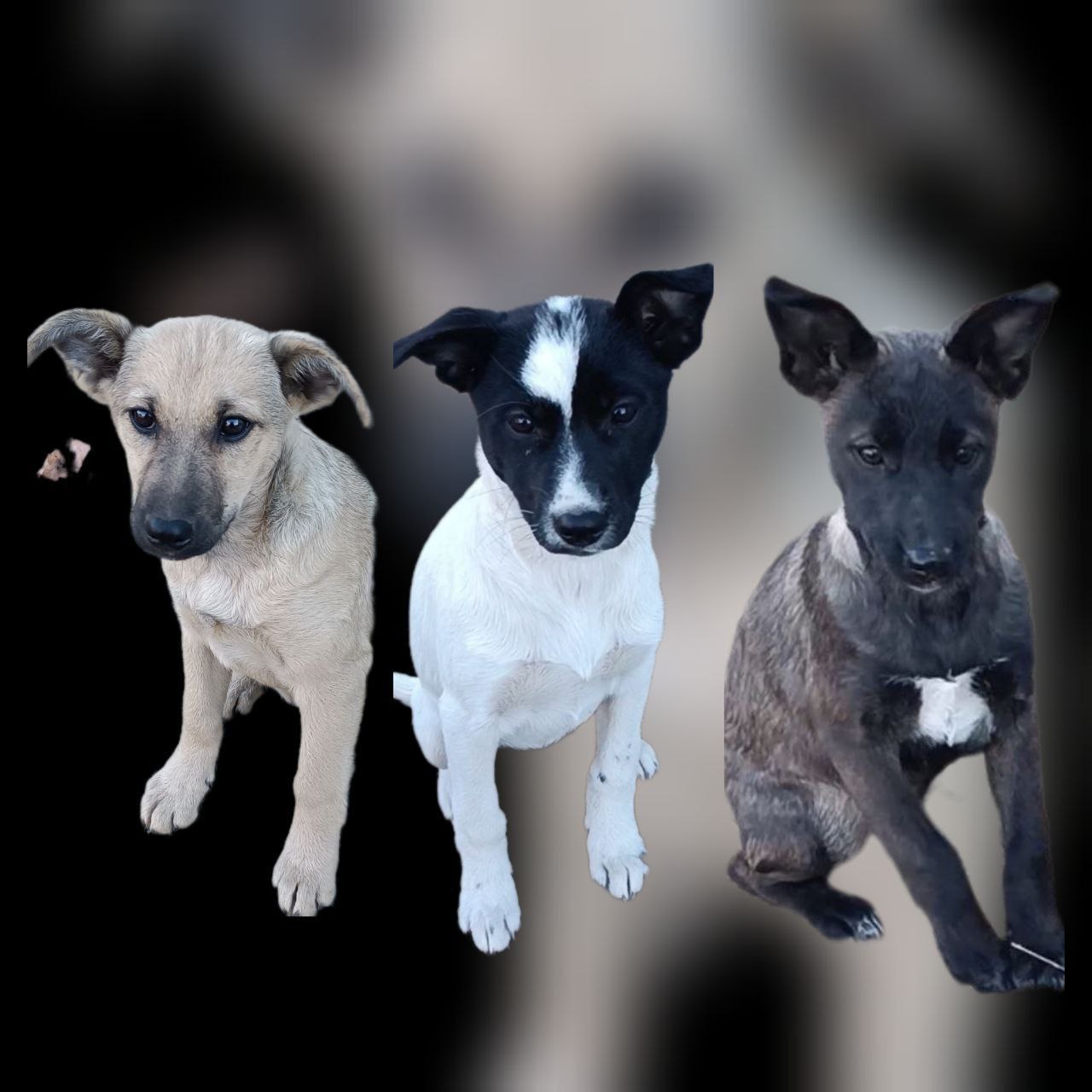 В добрые руки 3 девочки - Животные в Саратов