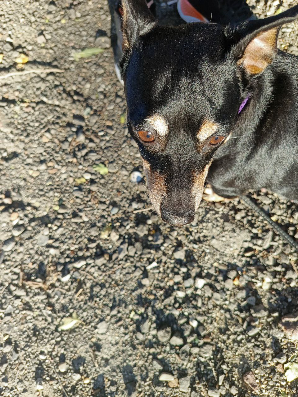 Цвергпинчер в добрые руки - Животные в Хабаровск