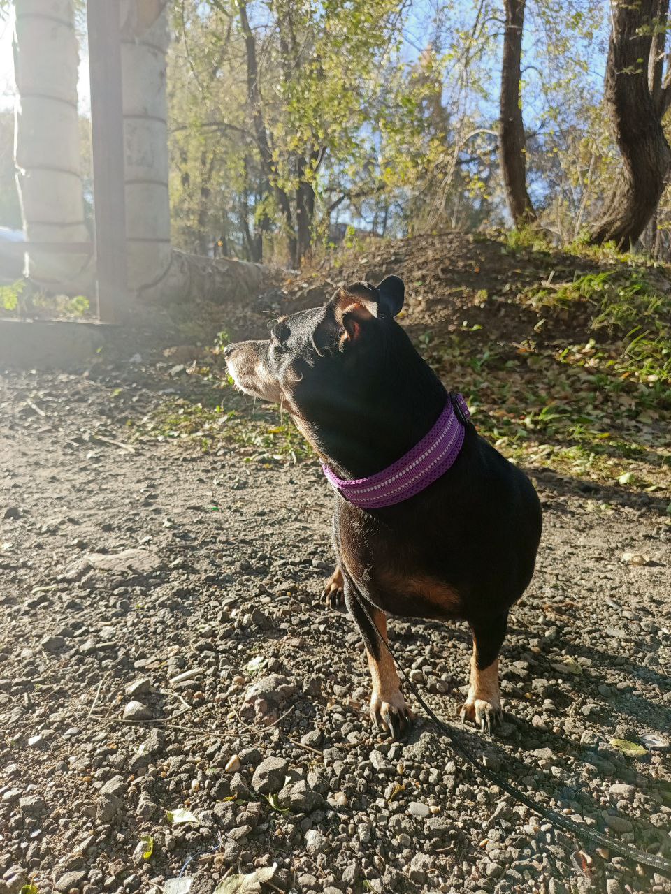 Цвергпинчер в добрые руки - Животные в Хабаровск - фото 2