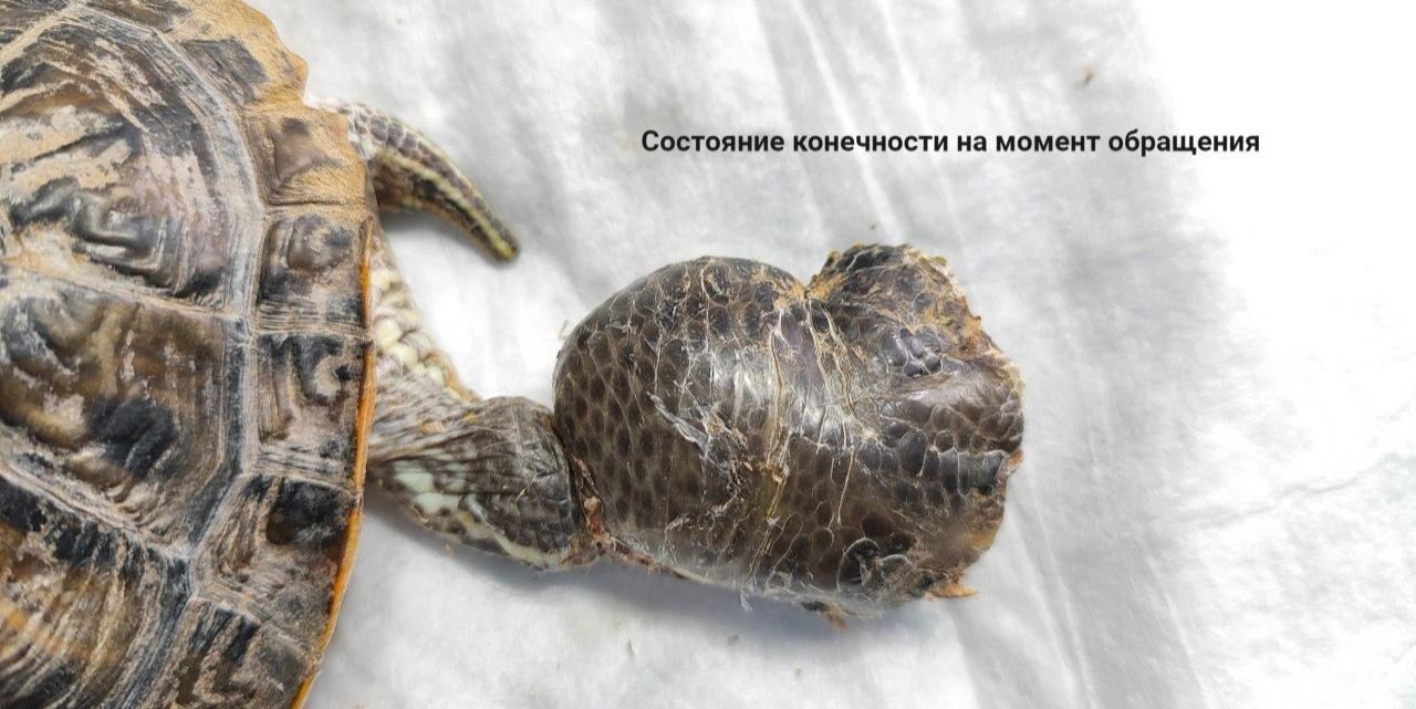 Спасение красноухой черепахи ростовским ветеринаром - Животные в Ростов-на-Дону