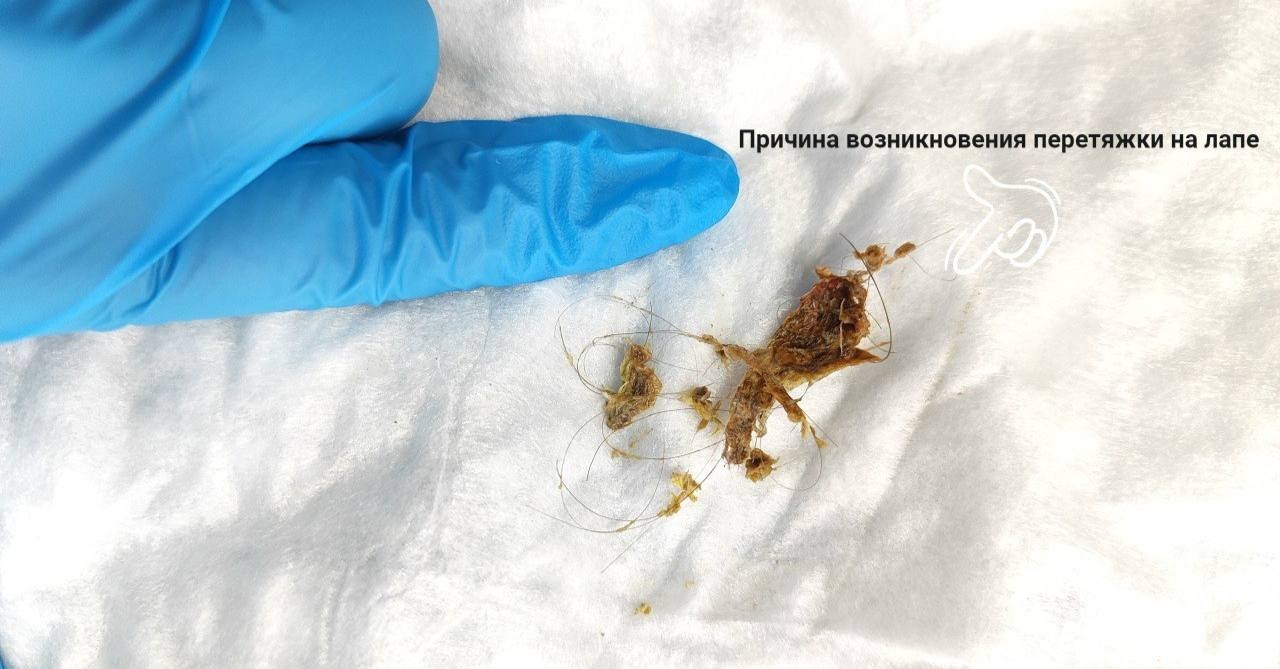 Спасение красноухой черепахи ростовским ветеринаром - Животные в Ростов-на-Дону - фото 3