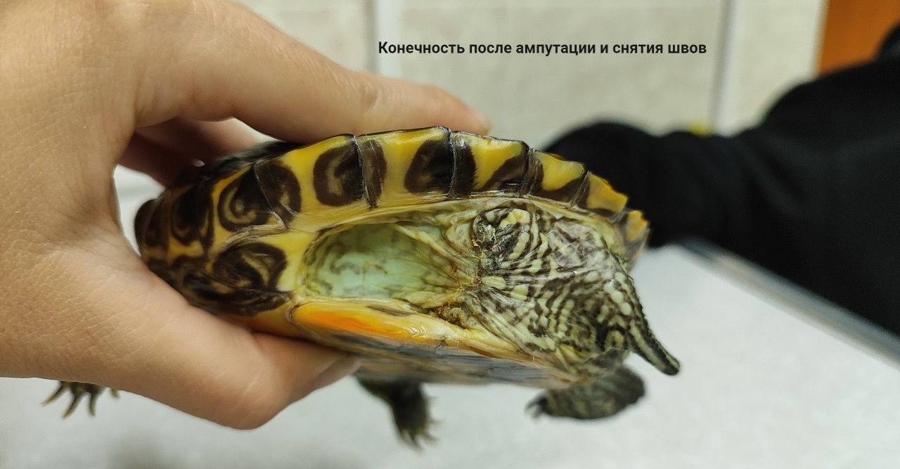 Спасение красноухой черепахи ростовским ветеринаром - Животные в Ростов-на-Дону - фото 4