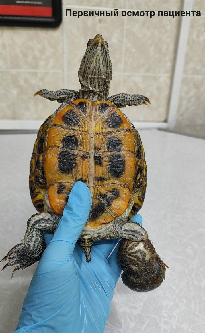 Спасение красноухой черепахи ростовским ветеринаром - Животные в Ростов-на-Дону - фото 5