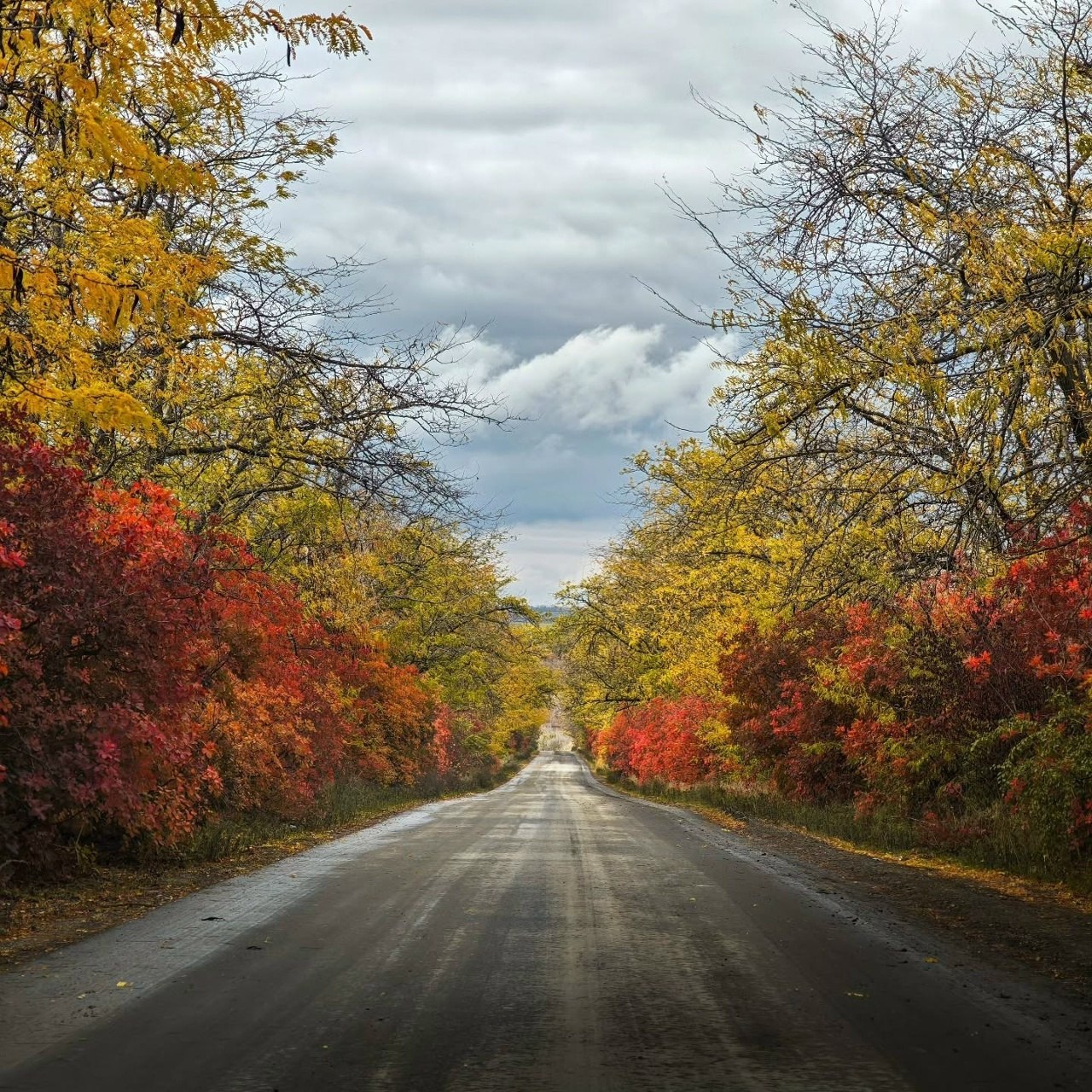 Дорога в осень - частное объявление в Ростов-на-Дону