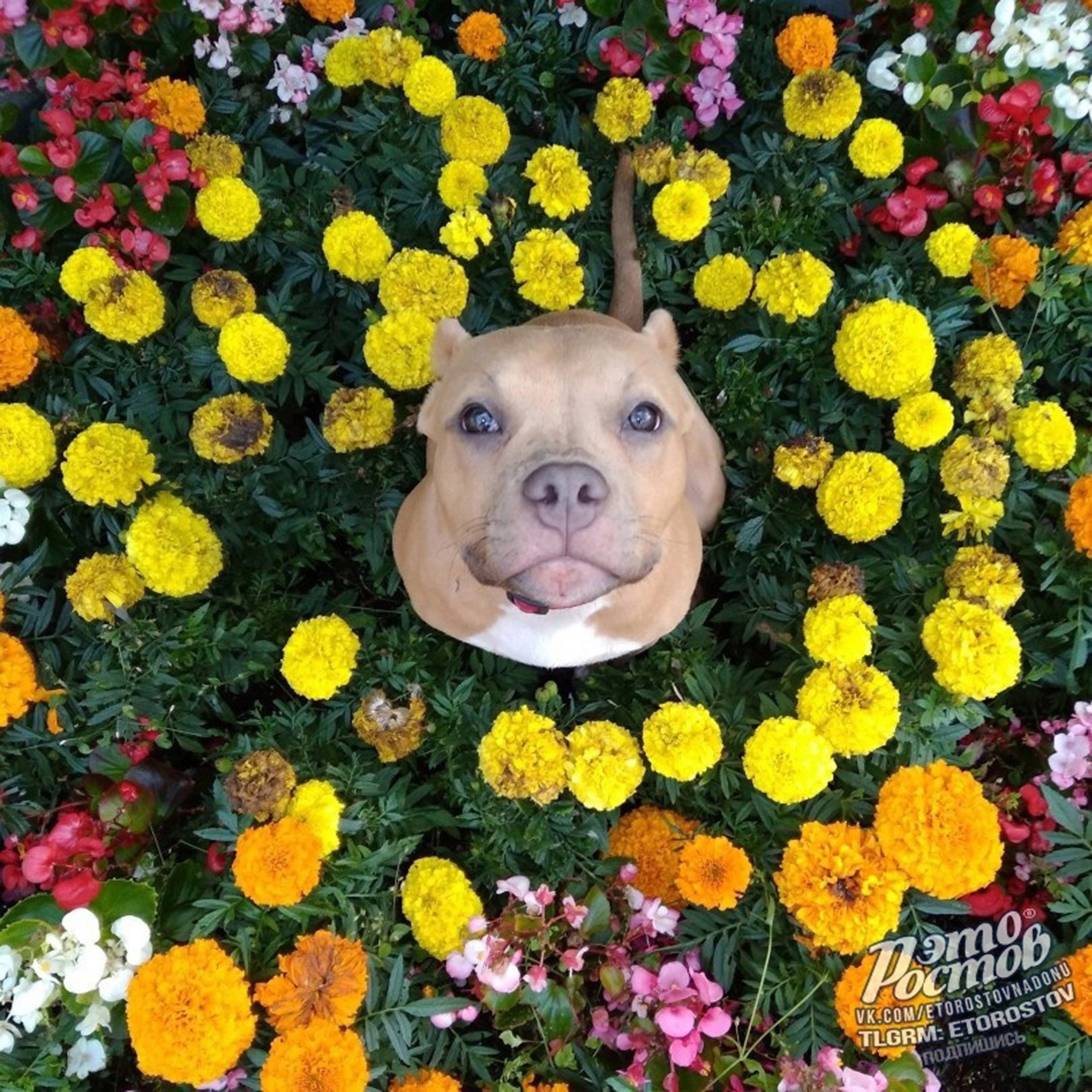 Самый главный и безобидный цветок на ростовской клумбе - Хобби и отдых в Ростов-на-Дону