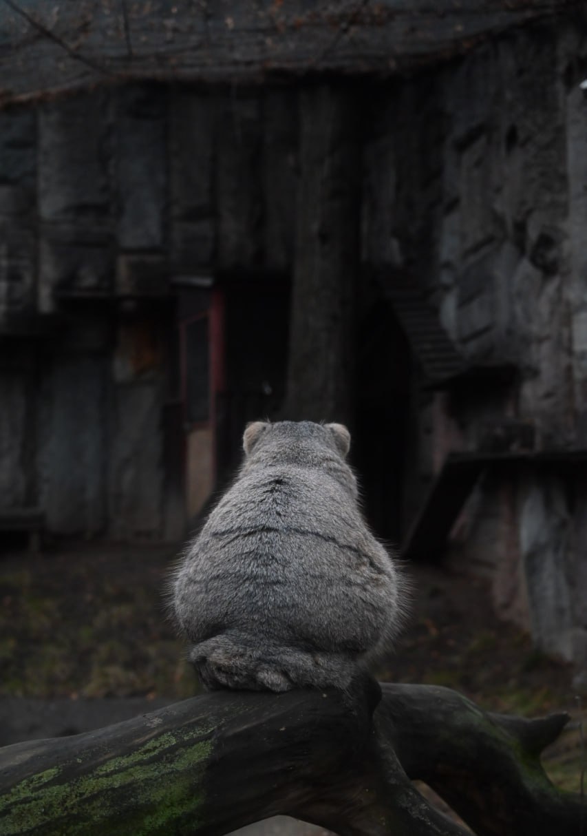 Манул Тимофей из Московского зоопарка - Животные в Ростов-на-Дону