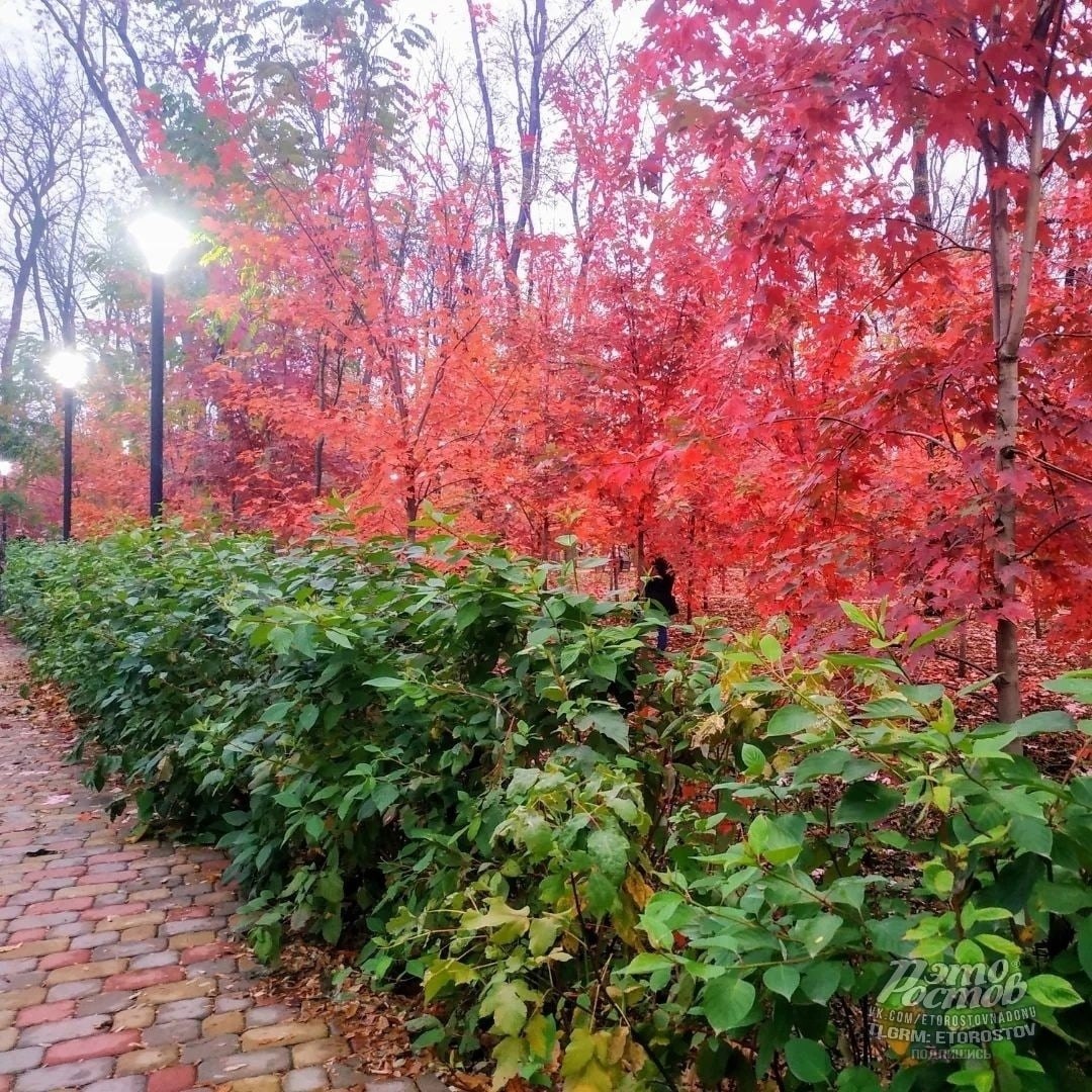 Красные клёны в парке Осеннем - Хобби и отдых в Ростов-на-Дону