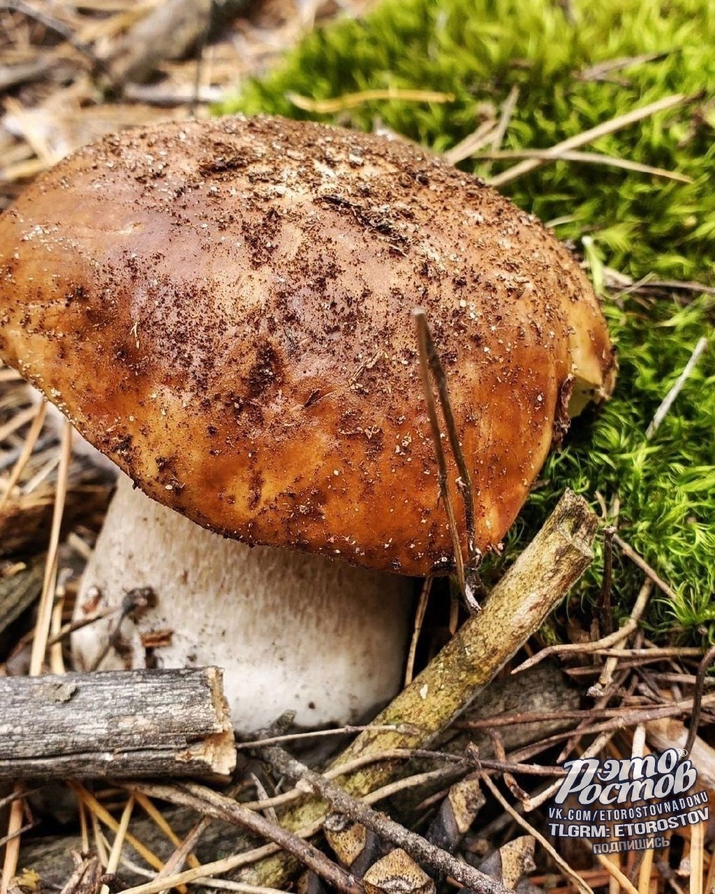 Грибная охота под Усть-Донецком - Хобби и отдых в Ростов-на-Дону