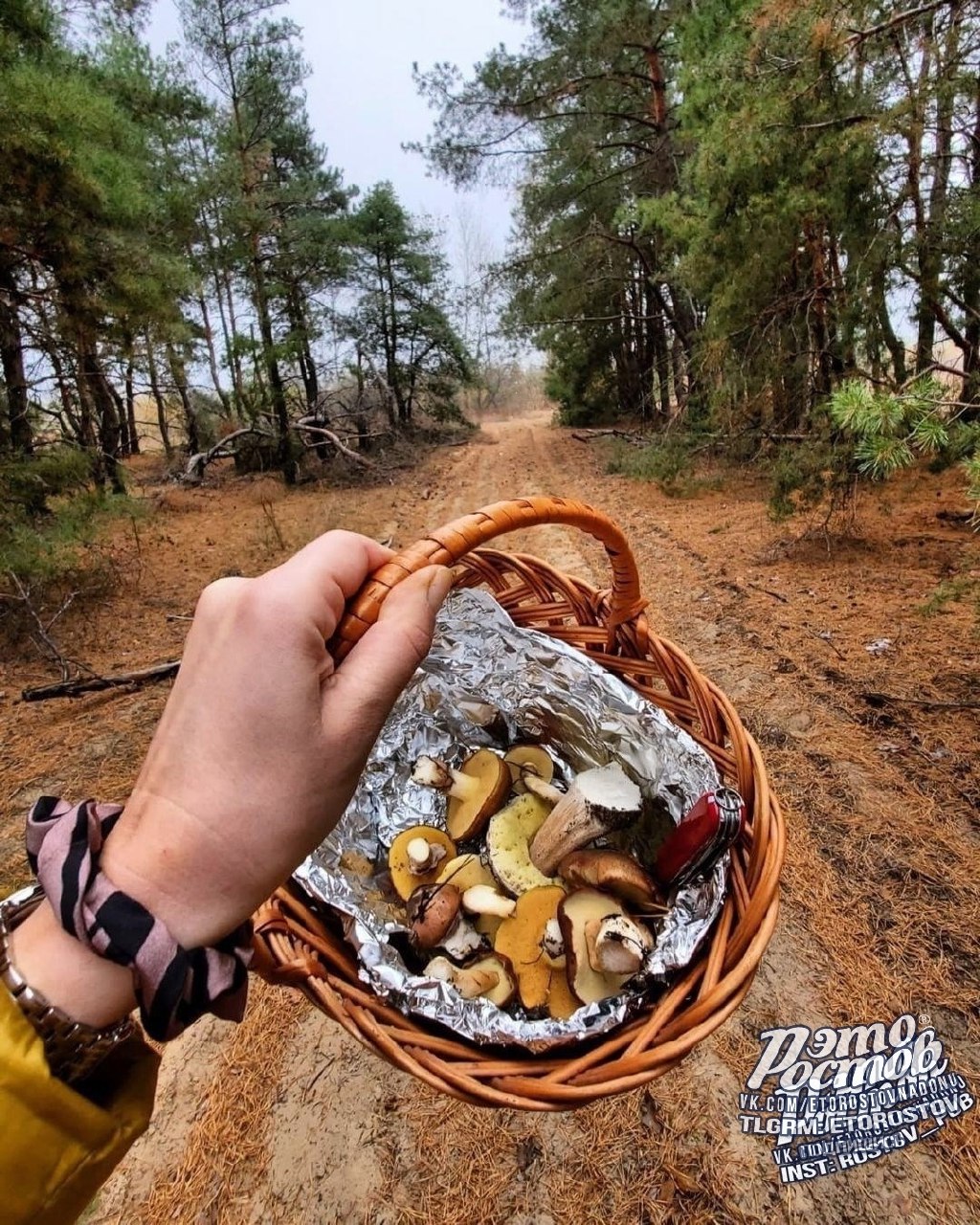 Грибная охота под Усть-Донецком - Хобби и отдых в Ростов-на-Дону - фото 2