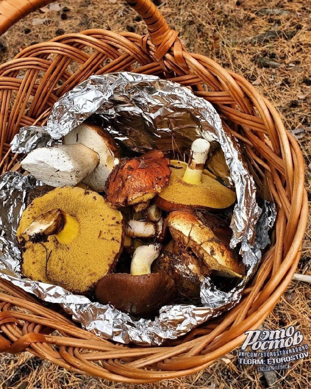 Грибная охота под Усть-Донецком - Хобби и отдых в Ростов-на-Дону - фото 3