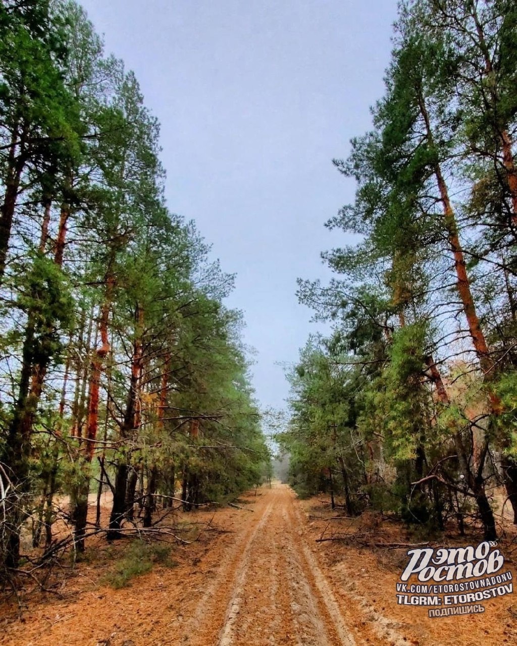 Грибная охота под Усть-Донецком - Хобби и отдых в Ростов-на-Дону - фото 4