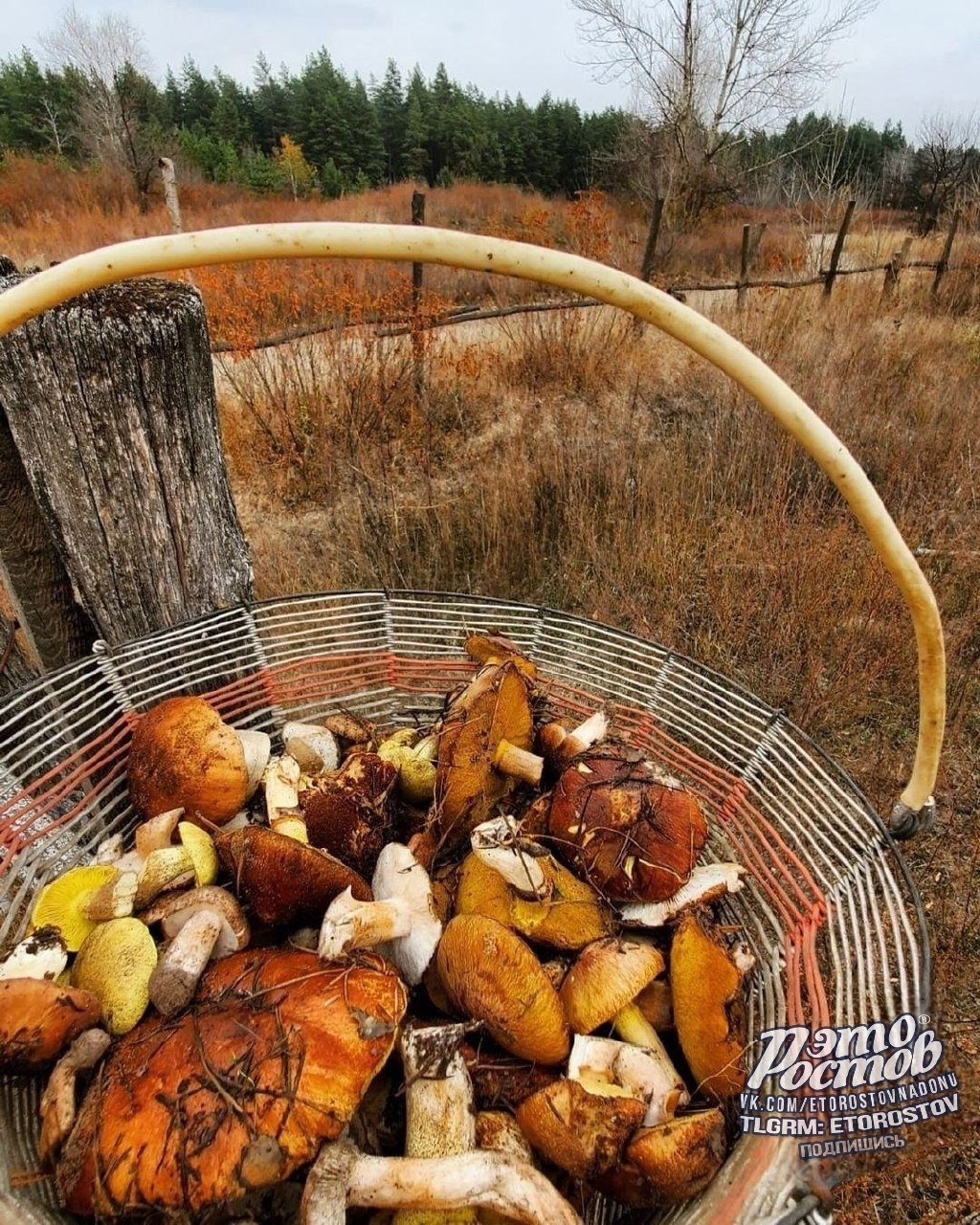 Грибная охота под Усть-Донецком - Хобби и отдых в Ростов-на-Дону - фото 5