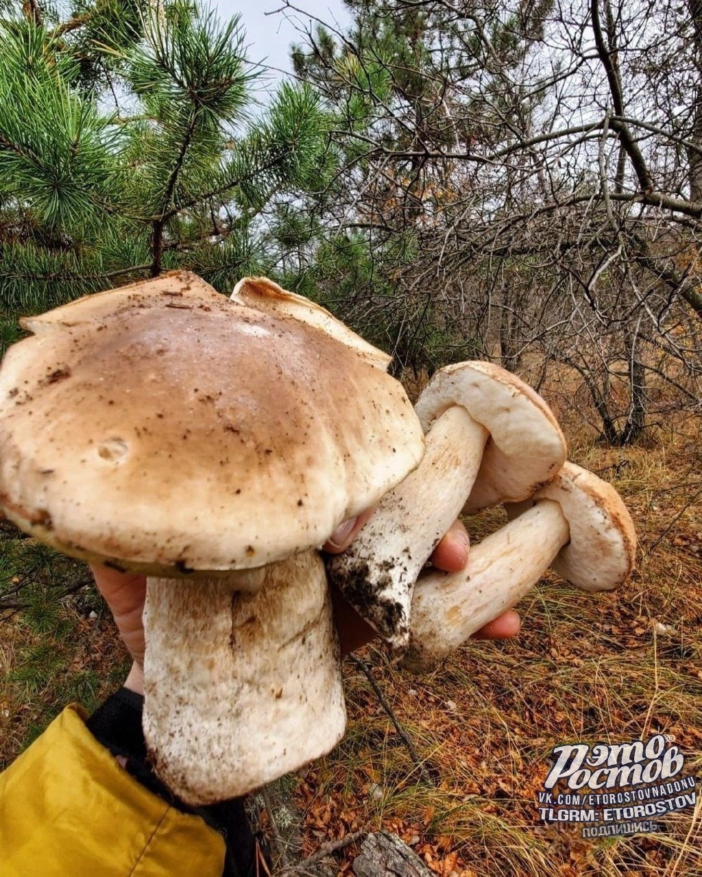 Грибная охота под Усть-Донецком - Хобби и отдых в Ростов-на-Дону - фото 6