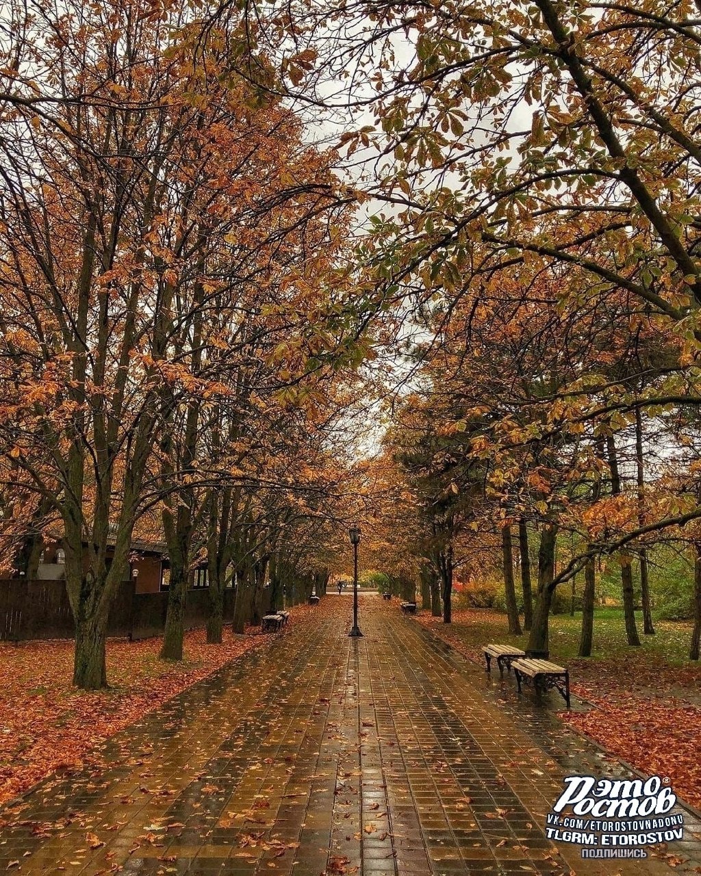 Осенний парк Плевен во время дождя - Хобби и отдых в Ростов-на-Дону - фото 2