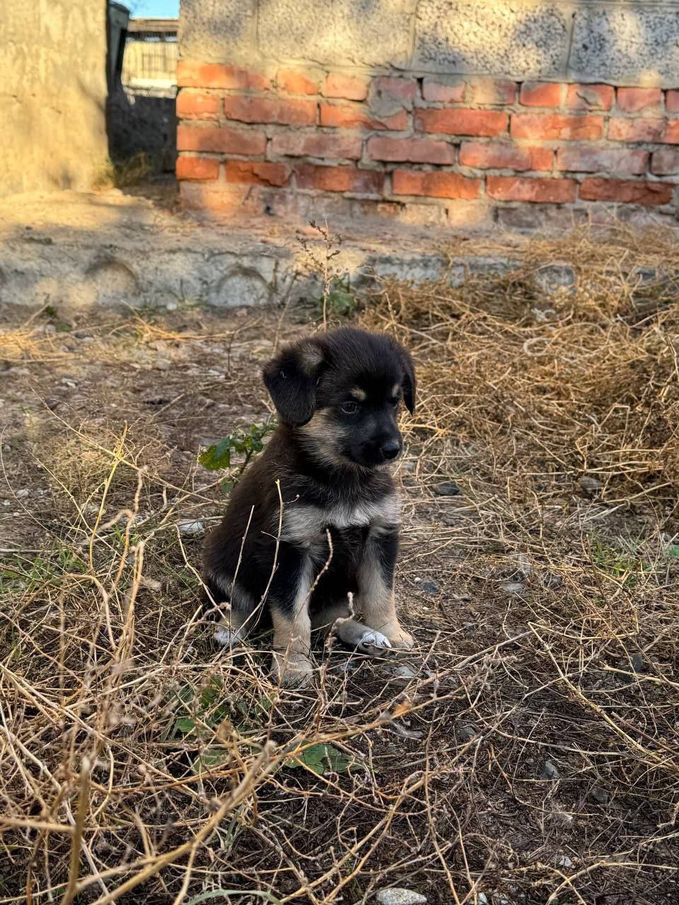 Щеночек девочка 1,5 месяца - Животные в Москва