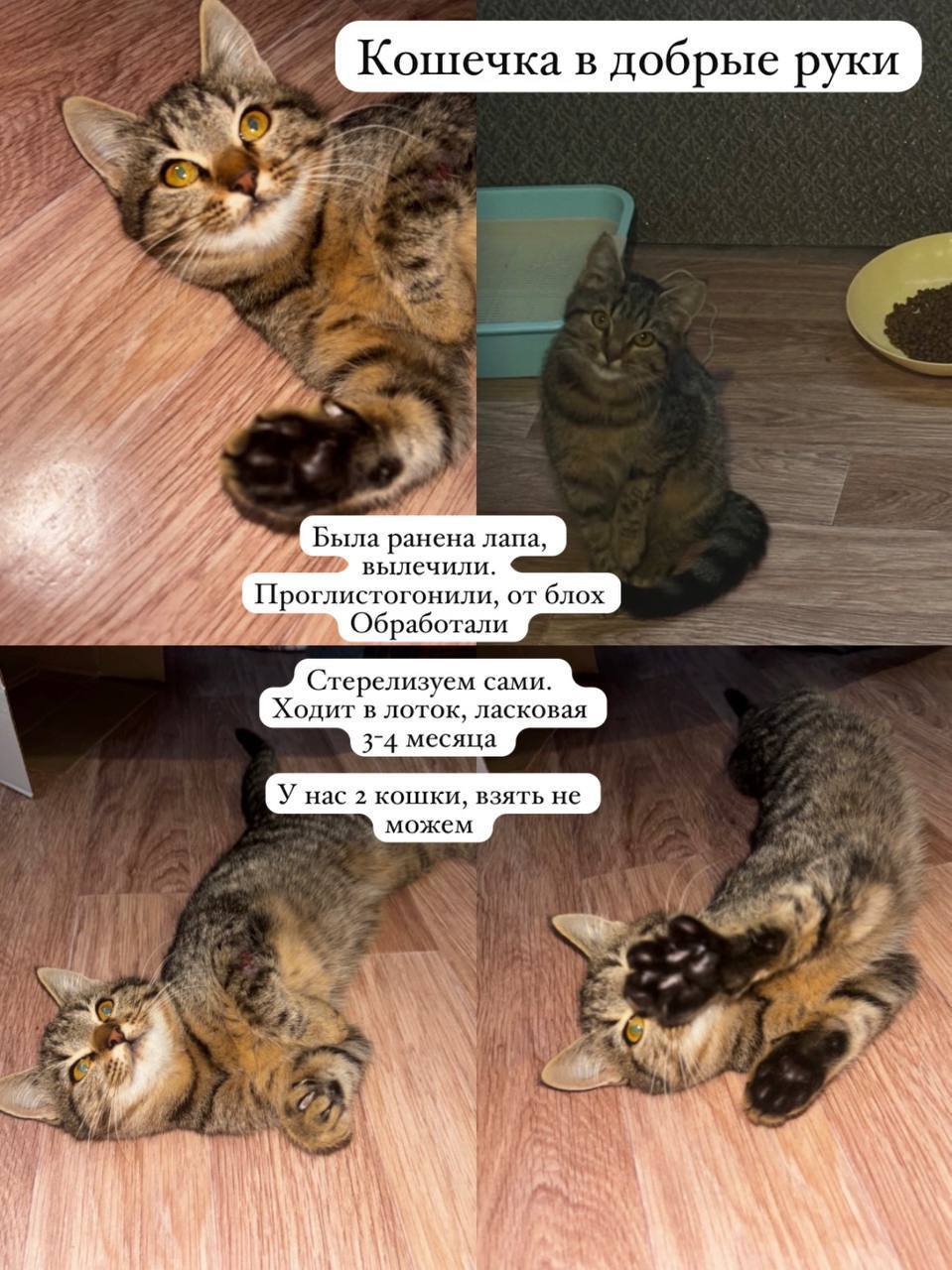 Кошечка ищет дом - частное объявление в Уфа