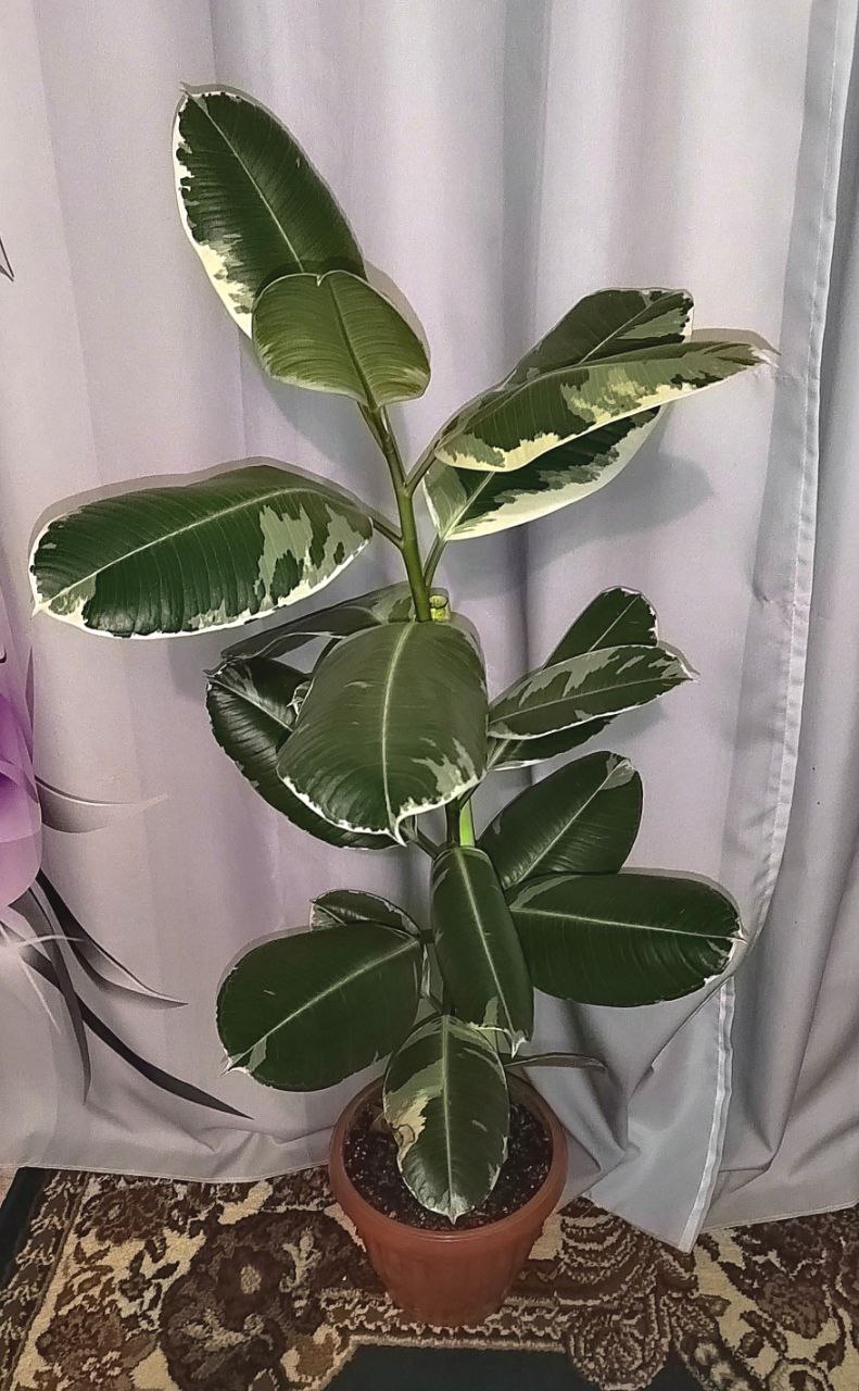 Фикус - Для дома и дачи в Хабаровск