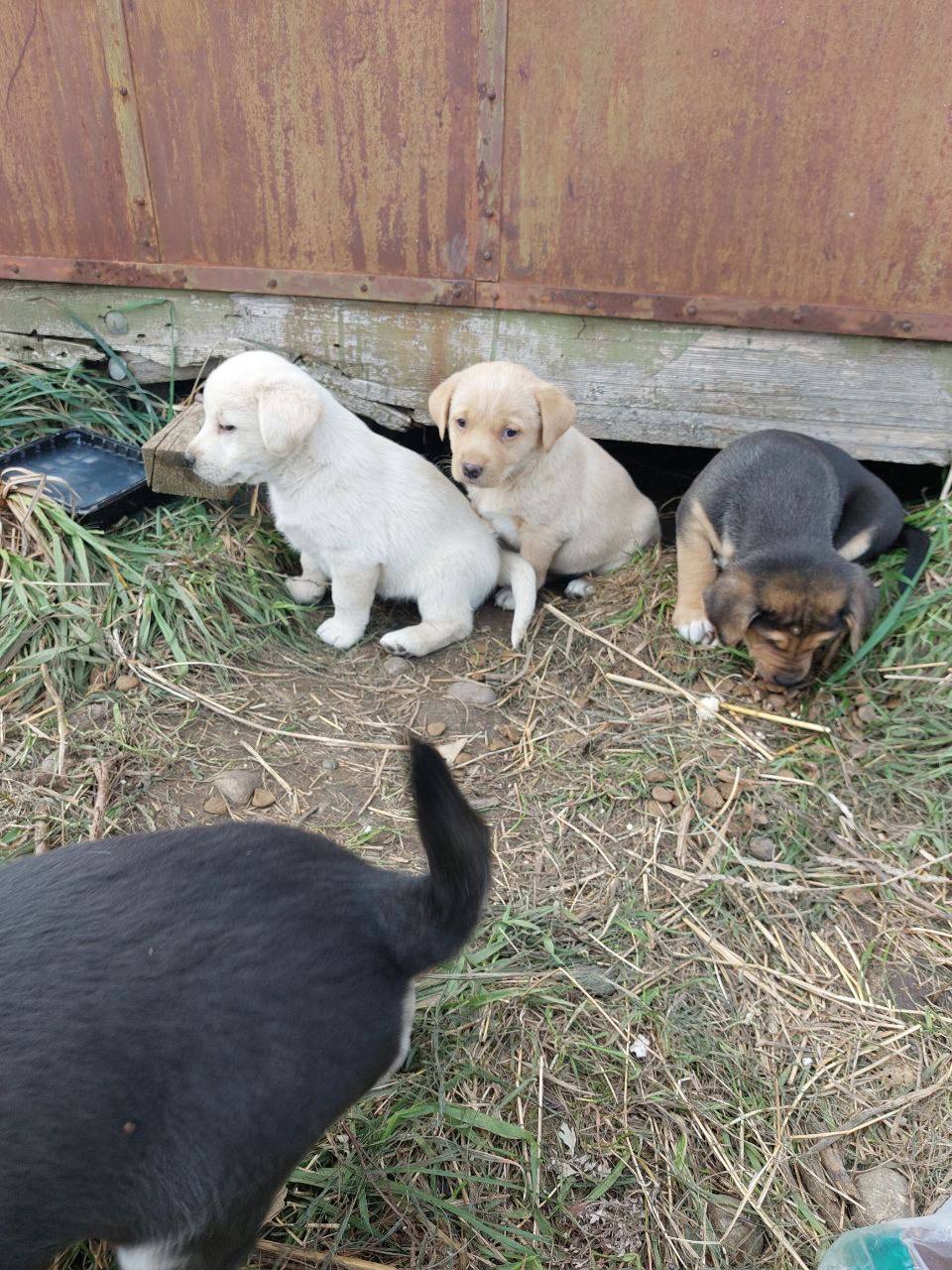 Щенки ищут дом - Животные в Ставрополь