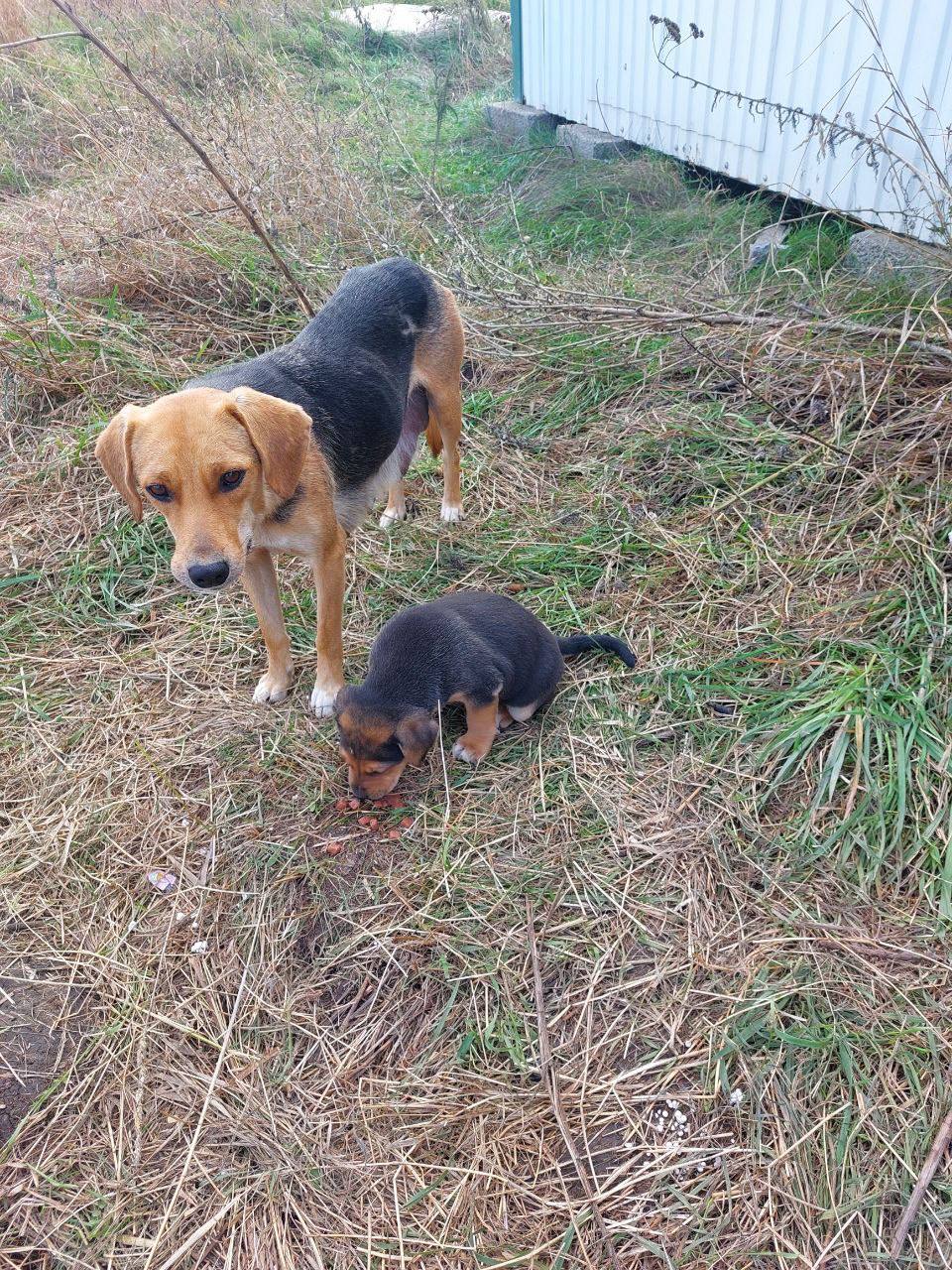 Щенки ищут дом - Животные в Ставрополь - фото 2