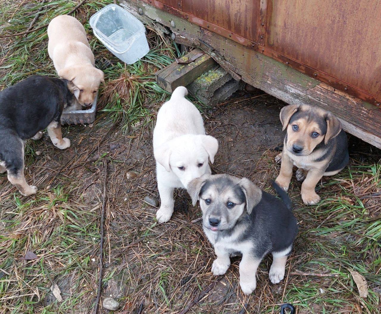 Щенки ищут дом - Животные в Ставрополь - фото 3