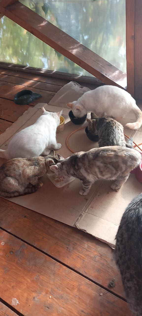 Отдам котят в добрые руки - частное объявление в Набережные Челны