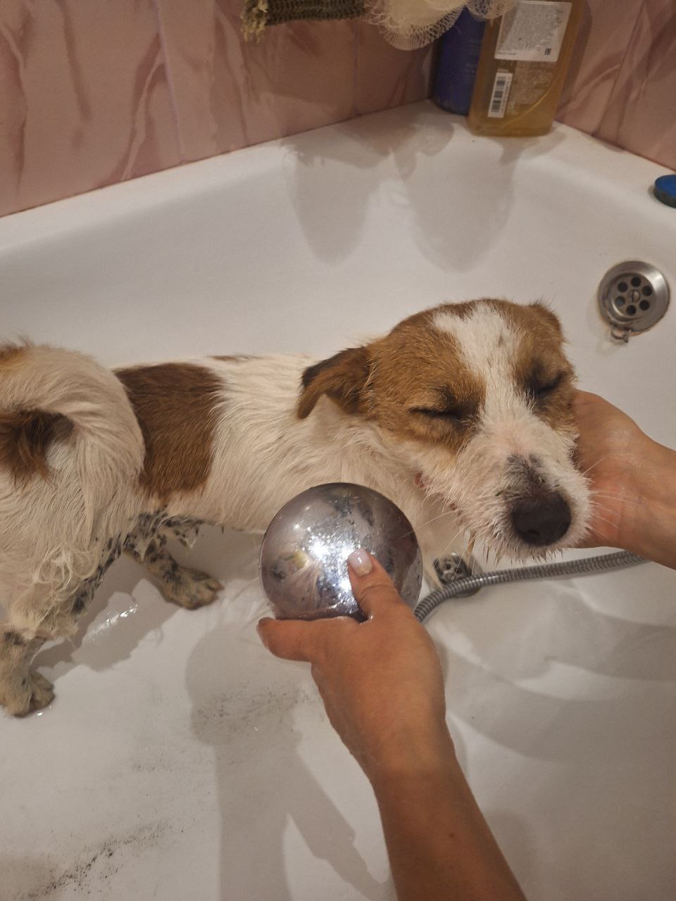 Найденная собака в Сочи - частное объявление в Сочи