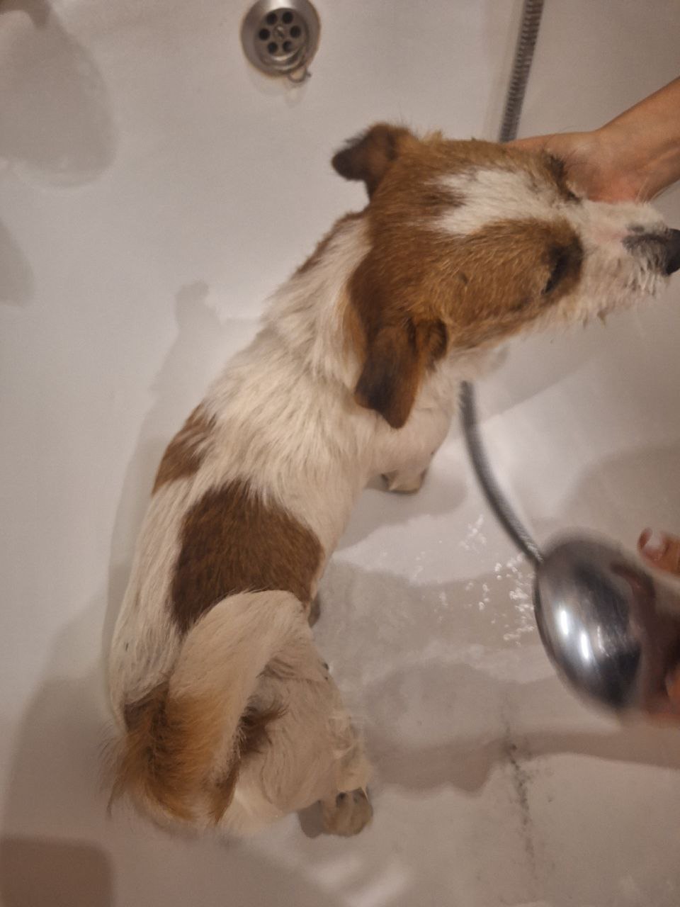 Найденная собака в Сочи - Животные в Сочи - фото 3