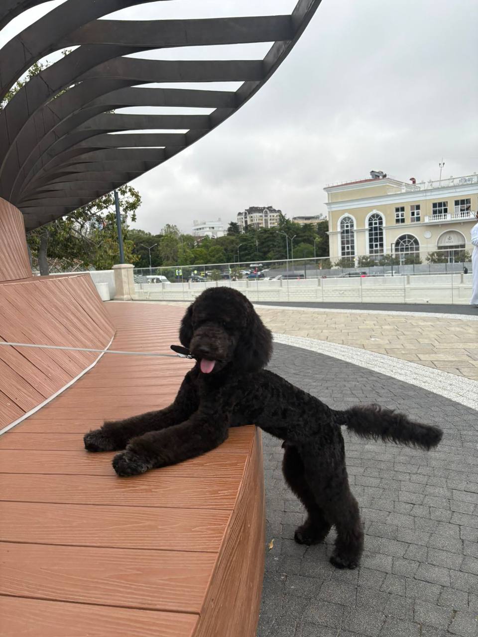 Щенок королевского пуделя - частное объявление в Сочи