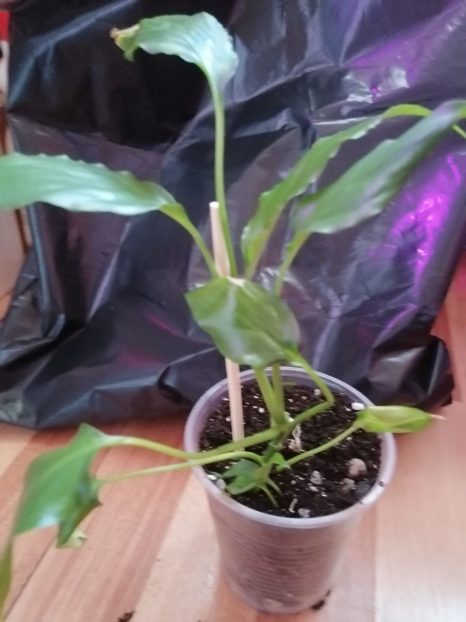 Продаётся спатифиллум и пахистахис - Для дома и дачи в Ульяновск