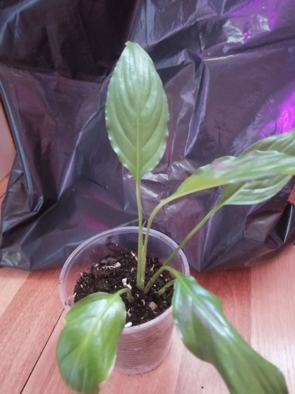 Продаётся спатифиллум и пахистахис - Для дома и дачи в Ульяновск - фото 2